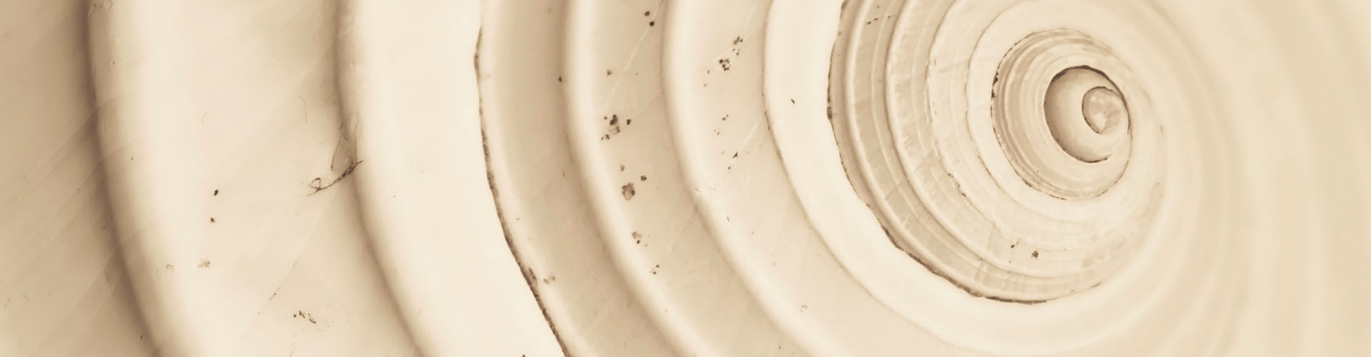 Cochlea Structure Cochlea Structure